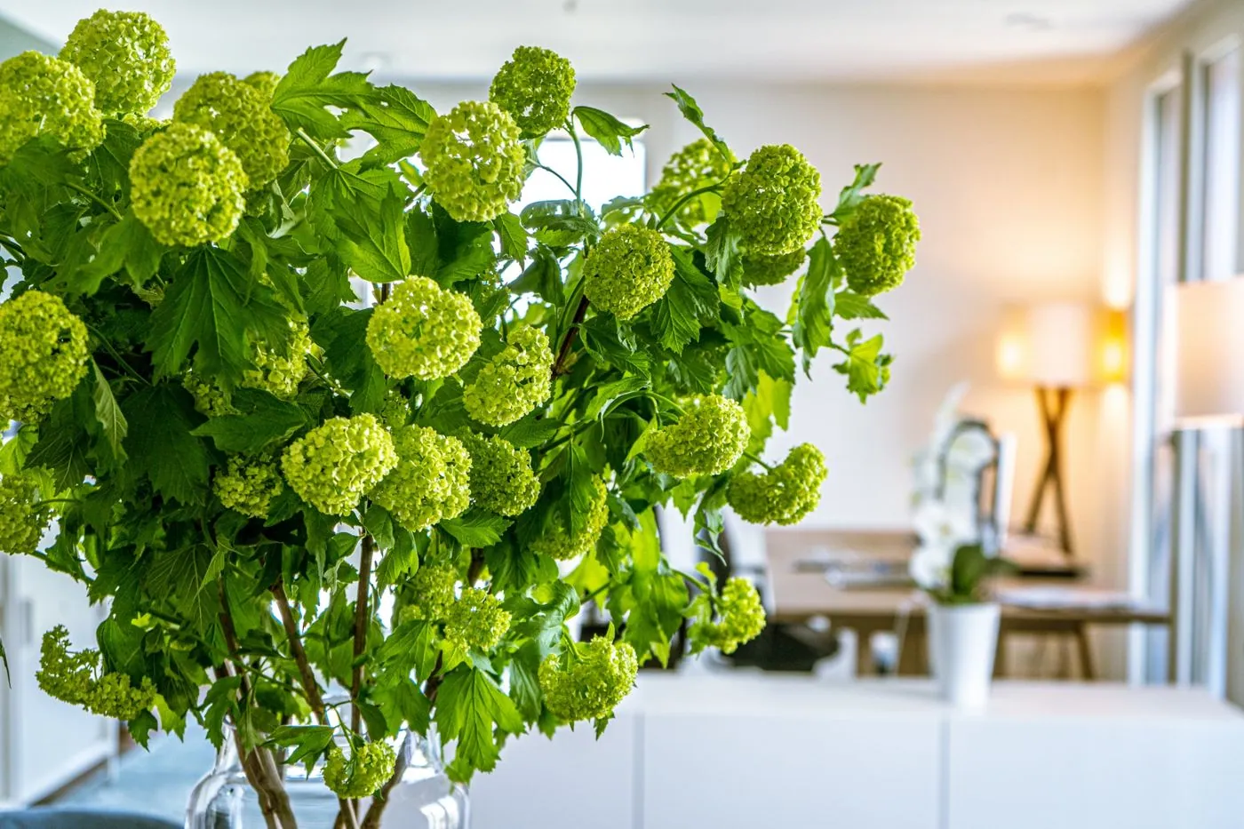 Blumen im Office von Koni Arora, im Hintergrund der Arbeitsplatz